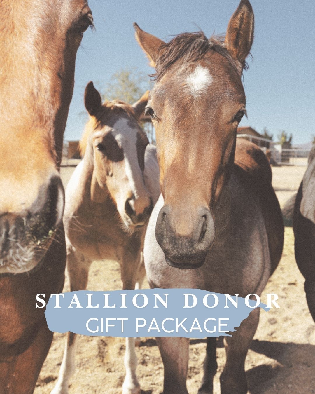 Stallion Donor Gift Package